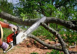 Best Root Management and Removal  in Bray, OK